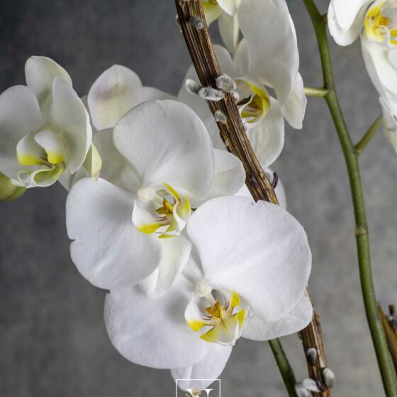 Orchidée phalaenopsis blanche