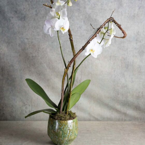 Orchidée blanche Narmino