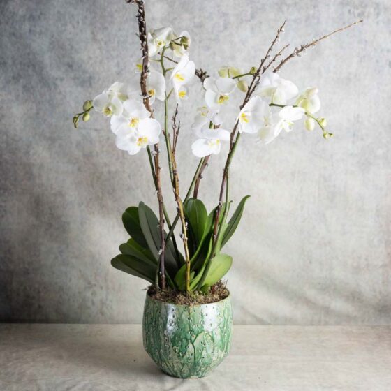 Orchidée blanche Narmino