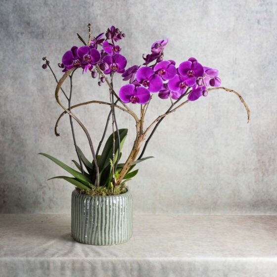 Une orchidée pourpre Narmino
